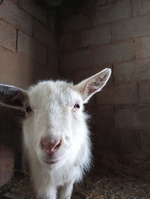 Сүтті Дойын жас ешкі сатамын