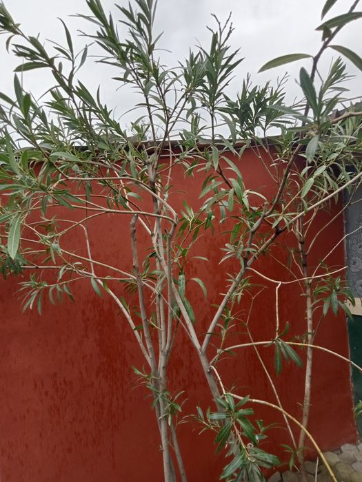 Vând leandrii și alte flori