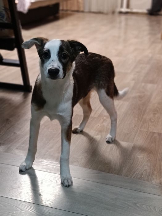 Ищет дом девочка!