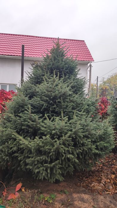 Ëлка, хороший сорт