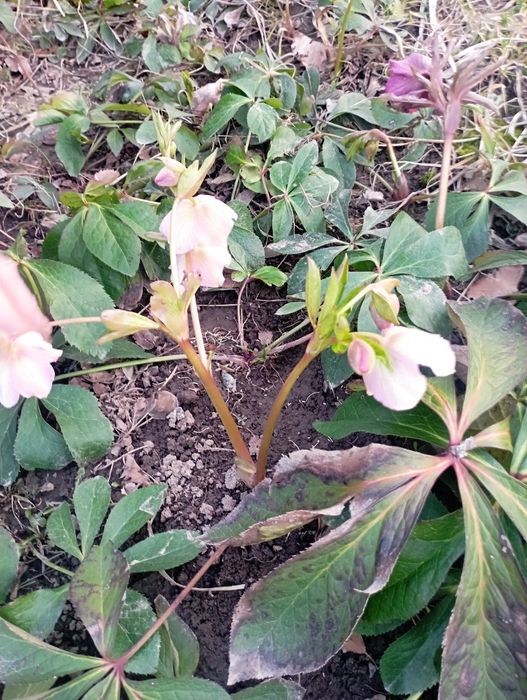 Продаются цветы  морозники