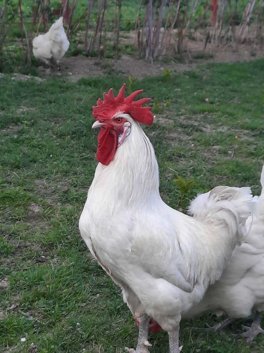 Vand oua de LaBresse pentru incubat