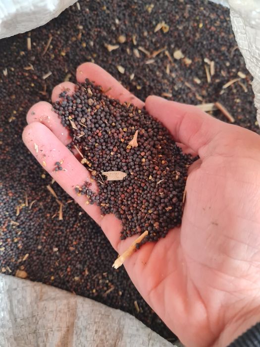 Semințe de rapiță