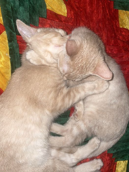 Котята 4мес.