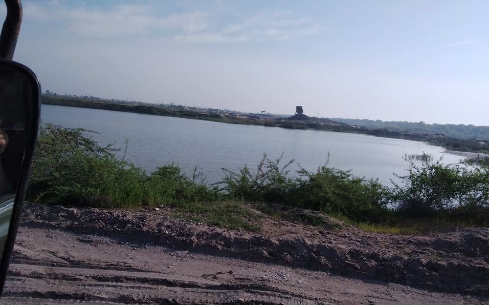 Кум шагал аптималка тош турпок шебён кленес кампот gum sheben