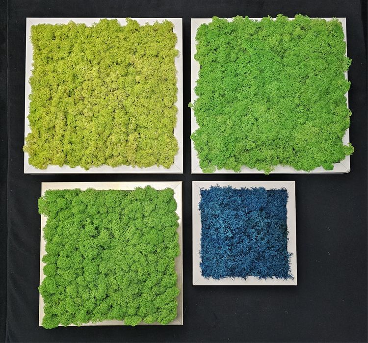 4 tablouri cu licheni