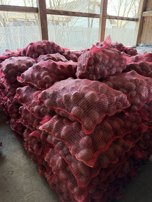 Cartofi Bellarosa consum de vanzare