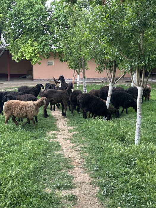 Туктылар сатылады