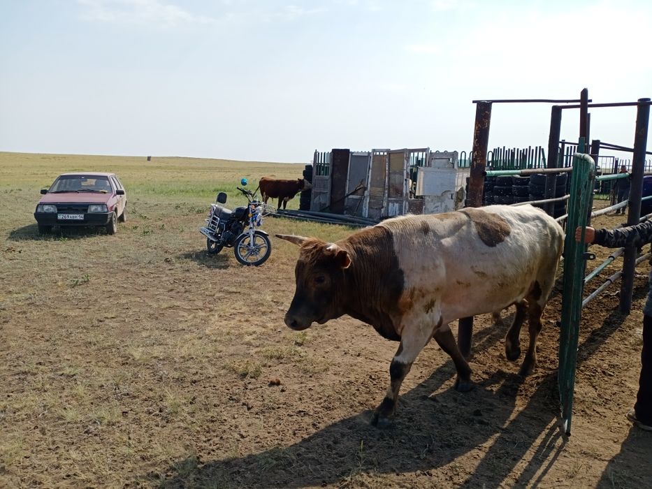 Продам трёх годовалого Быка