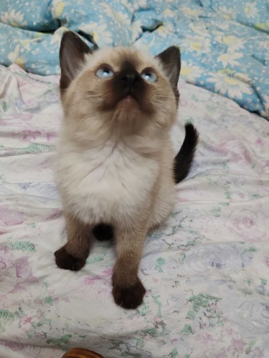 Котенок сиамский