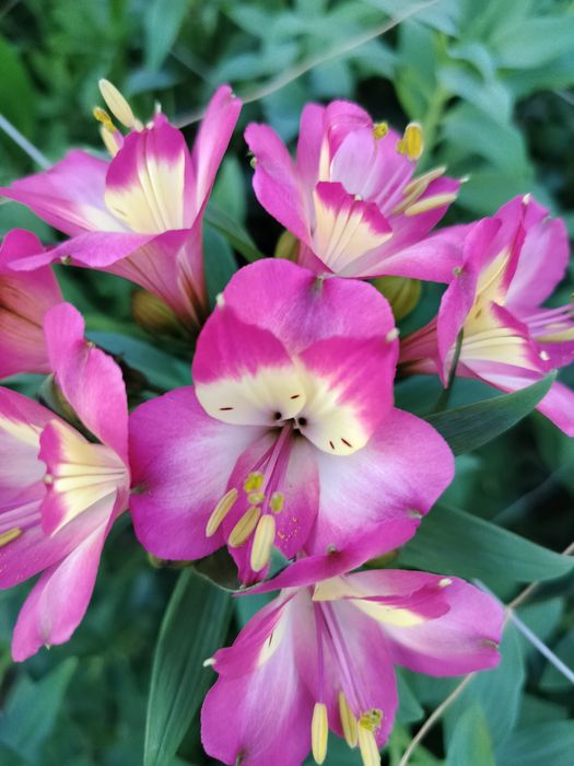 Альстромерия саженцы