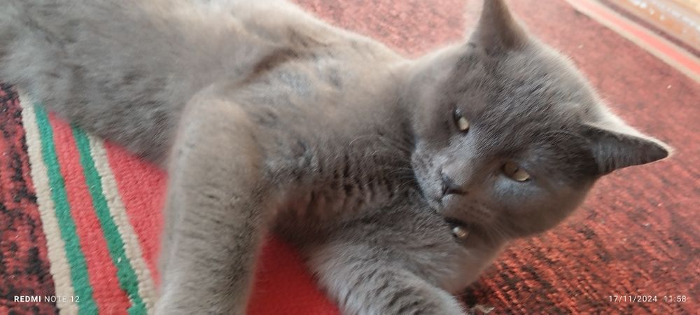 Rus xizmatchi bilan jinsiy aloqa video