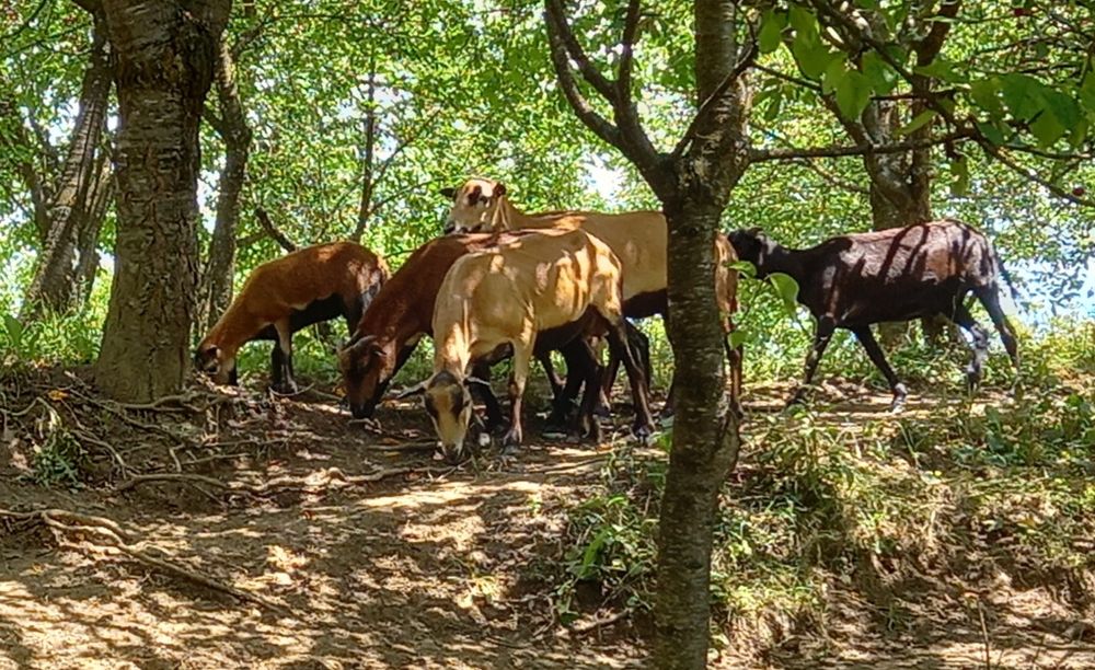 Berbec de rasa camerun