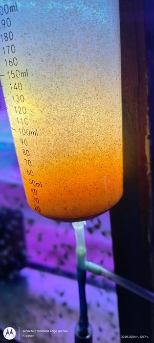 Артемия за люпене