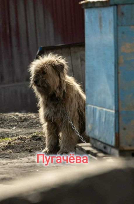 Дарю в добрые и ответственные руки
