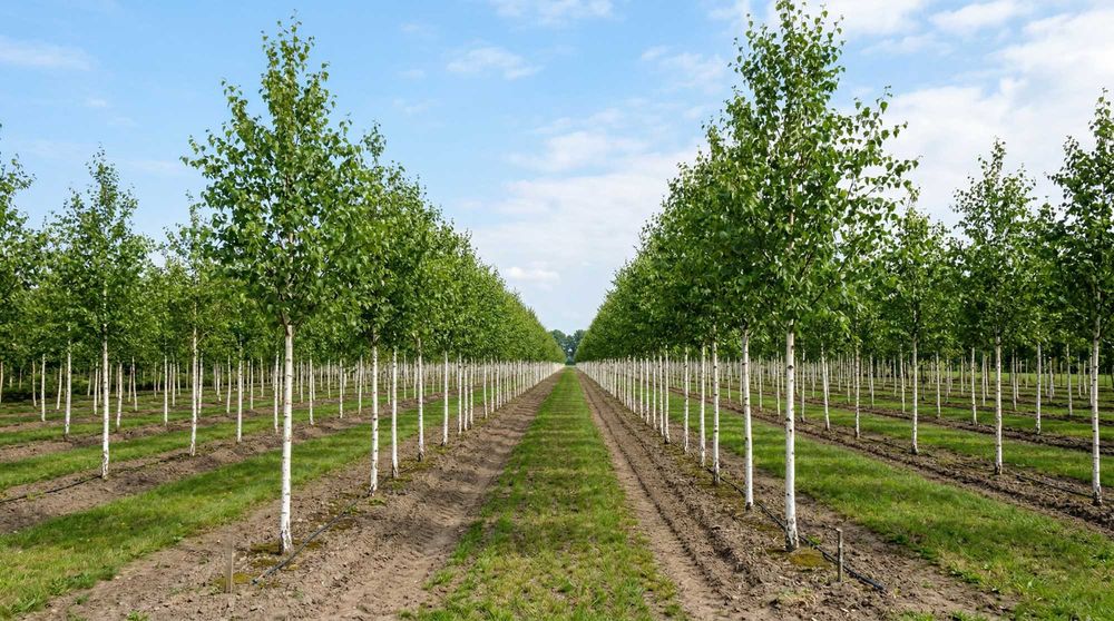 Tei, mesteacăn, platan, stejar și carpen – arbori 2–4,5 m | NordGarden