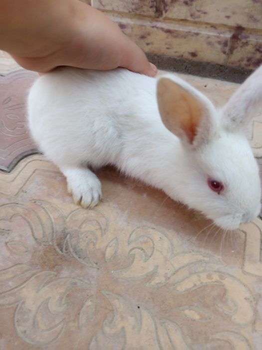 Продаётся кролик чистокровный белый виликан