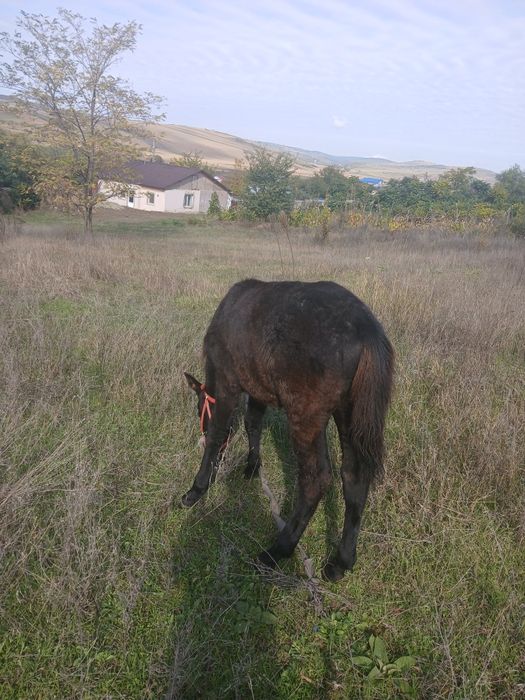Vând mânz de 3 luni