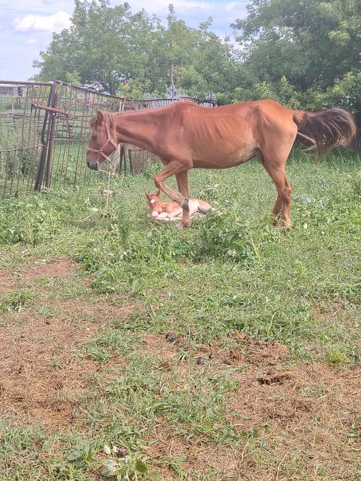 Жуас, сауынның құлынды биесі сатылады!
