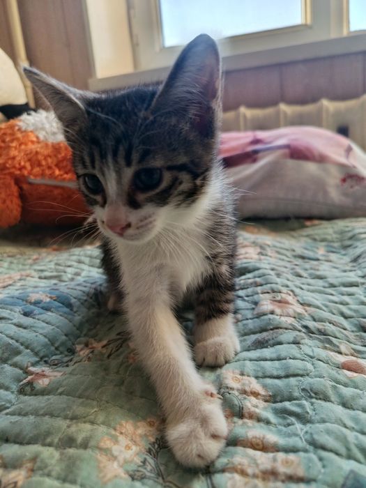 Котята в добрые, ответственные руки