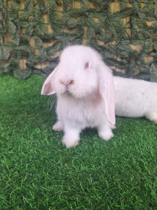 французский баран