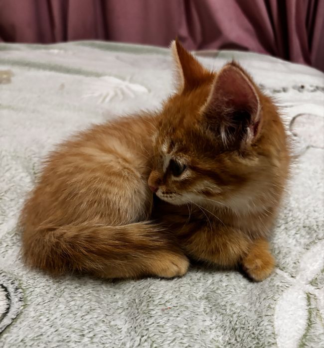 Котёнок в добрые руки. Г.Алматы