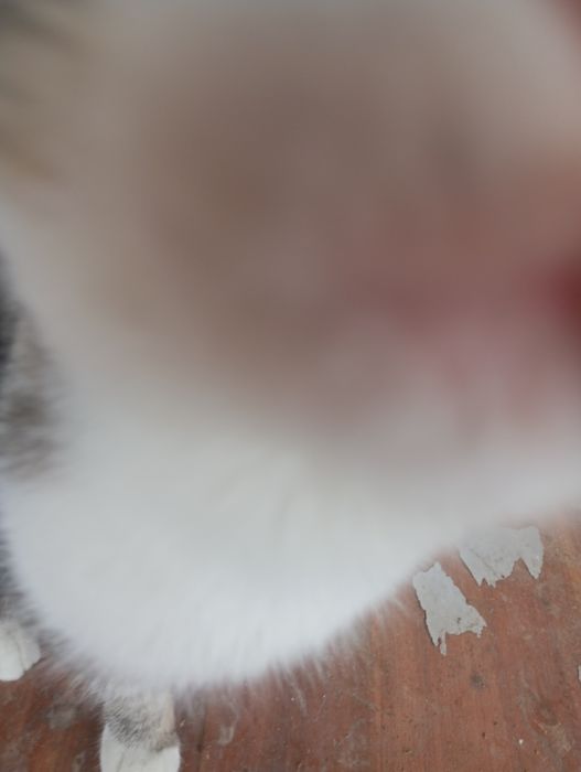 Отдаем котенка в хорошие руки