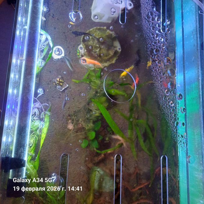 Продам аквариум с рыбками