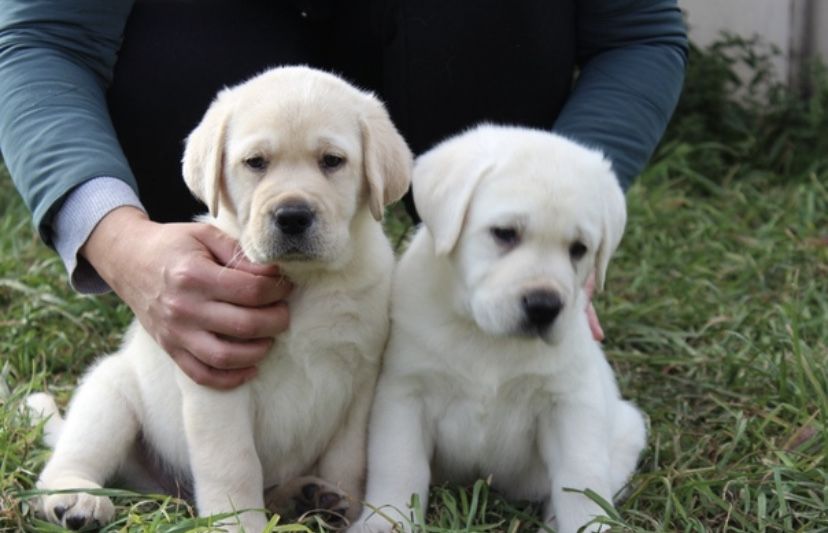 Красивейшие Лабрадорята