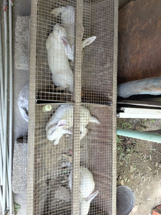 Продам кролики и петух курица