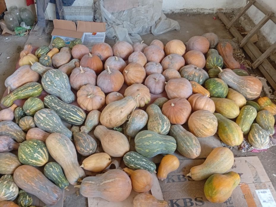 Продам тыкву домашние