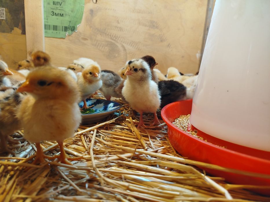 Mesni joʻjalar sotiladi