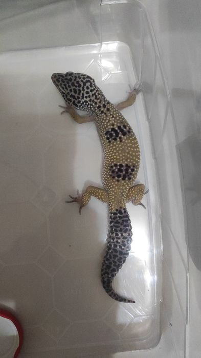 Эушки  разного возраста