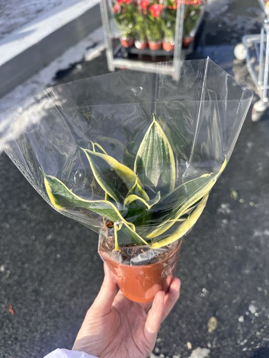 Кактусы суккуленты распродажа