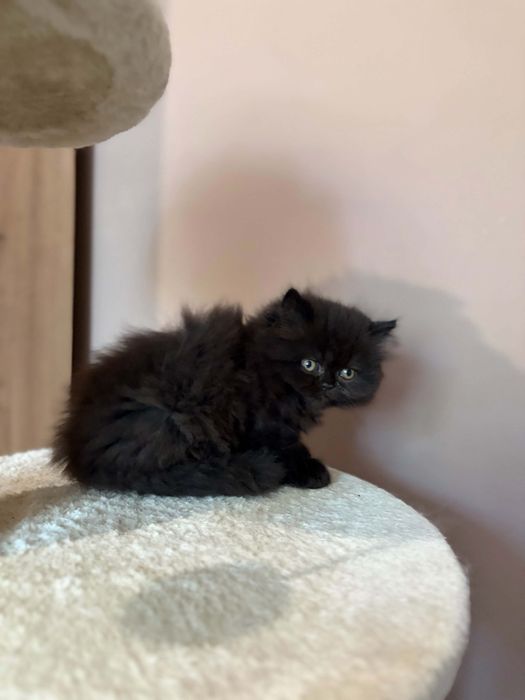Персийски котенца