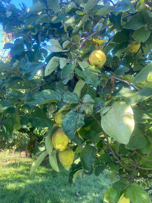 Vand Afacere Ferma zona rasova constanta plantatie bio 107 ha