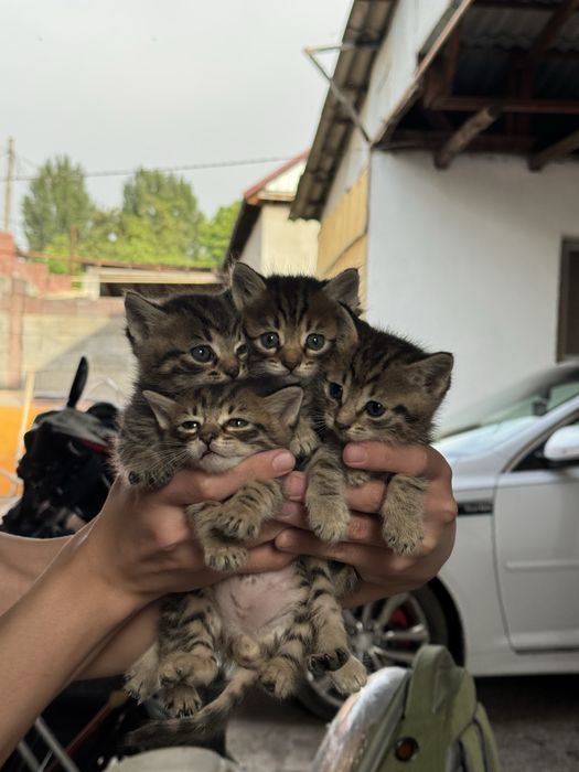 Отдам котят в хорошие руки