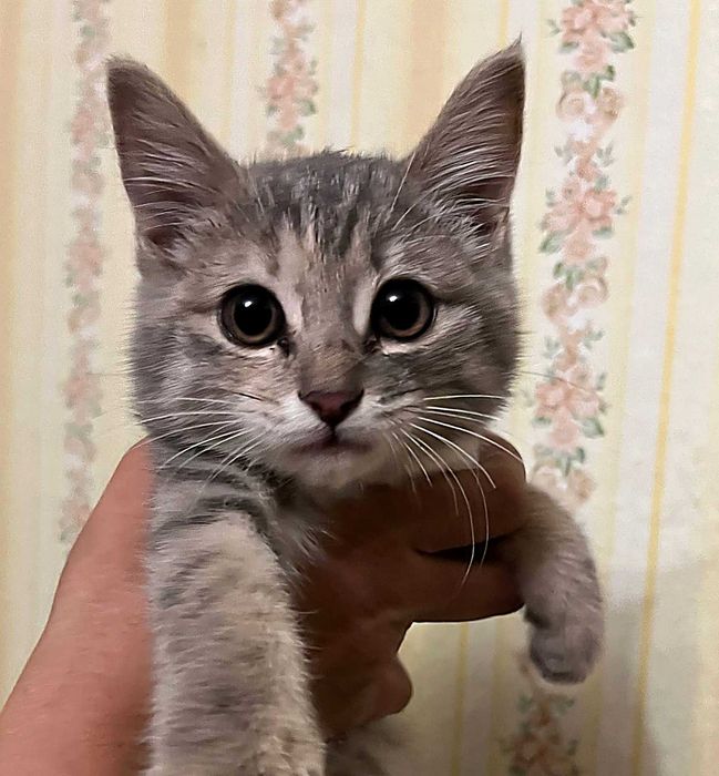 Котенок ищет дом.