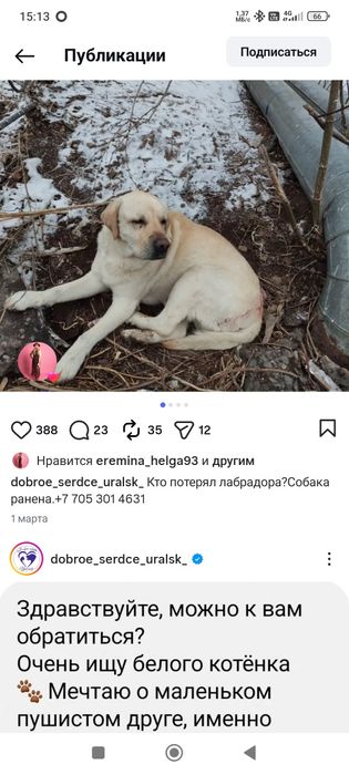 Убежал лабрадор. Возраст 6 лет