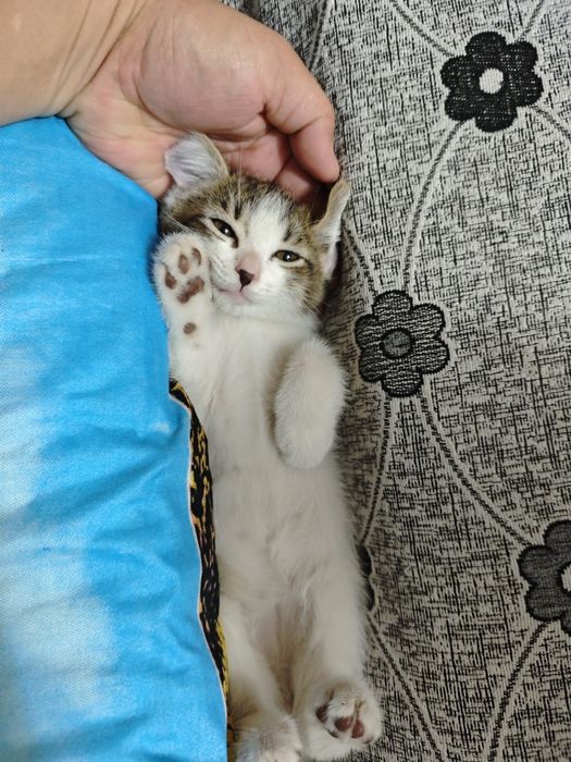 Отдам бесплатно котят