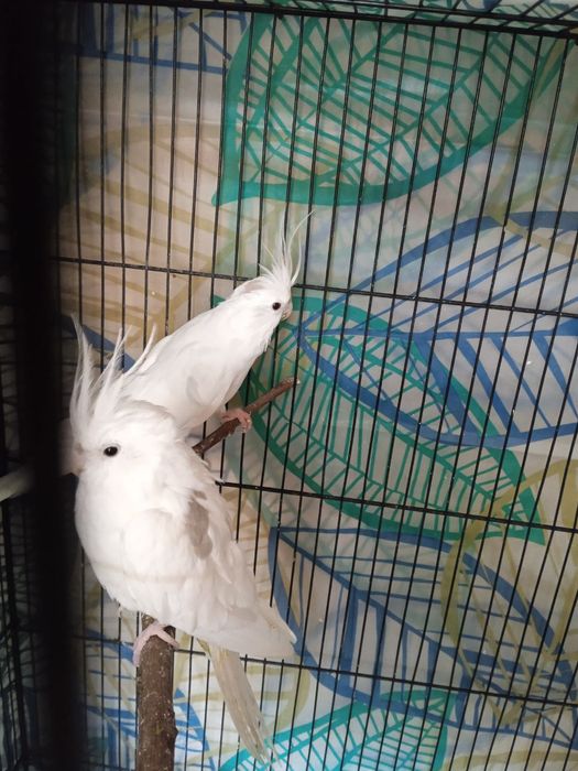 Пара дубайских Корелл