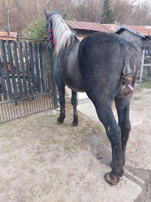 Vând armăsar tânără!