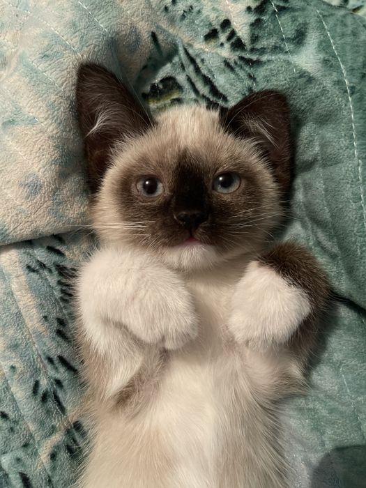 Продается кошка тайской породы