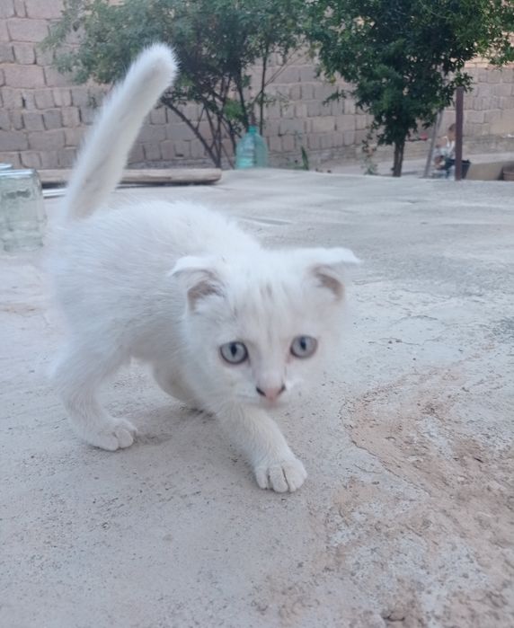 Siyamiski mushuklar
