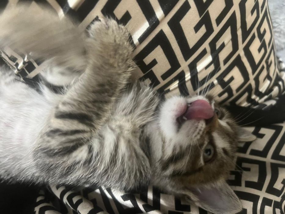Котенок девочка 1,5 месяцев