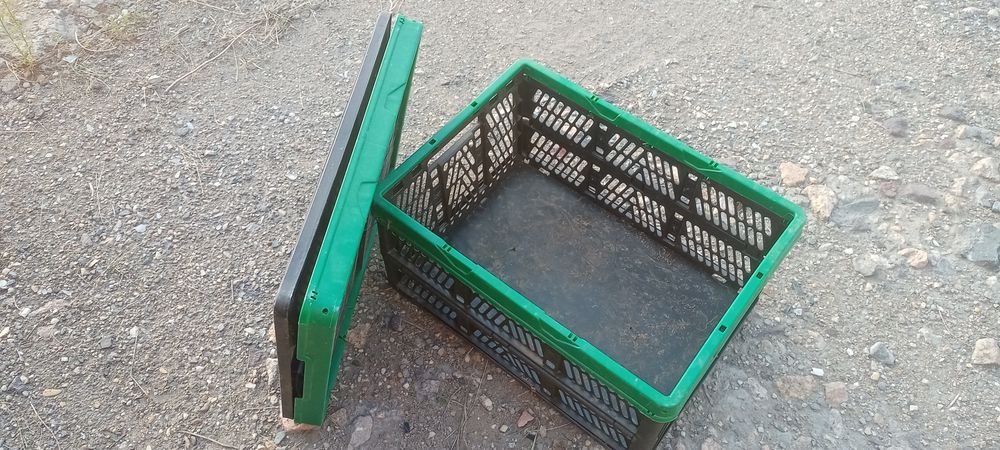 Ракушки с Анапы раковины