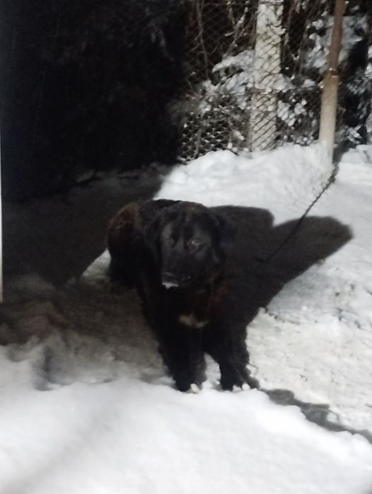 Ciobanesc Romanesc Corb