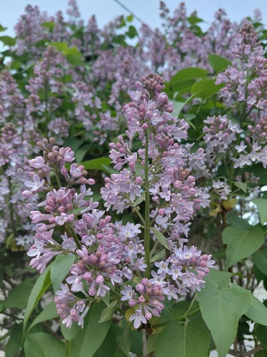 Апрельская сирень. Сирень