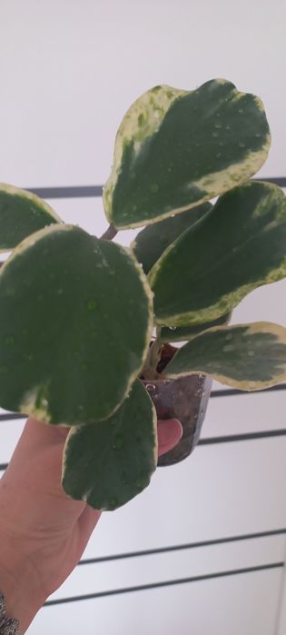 Хойи сортовые. Продам.