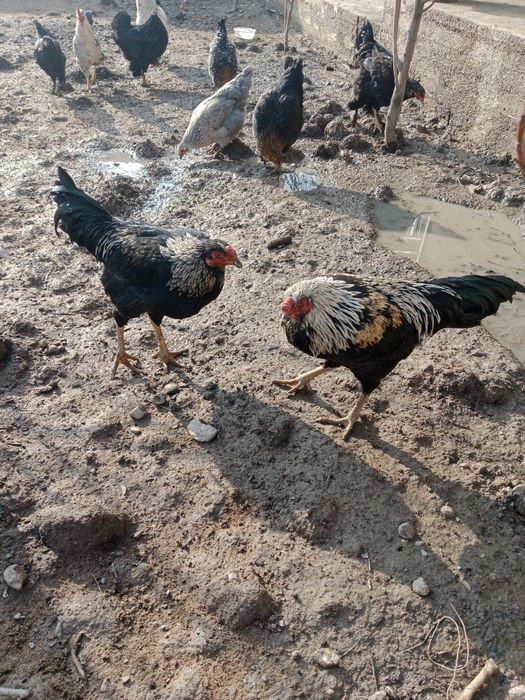 Zotli baquvvat va chiroyli Dakan Brama Qora Shahzoda sotiladi